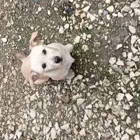 سگ تریر نر ۳ ماهه