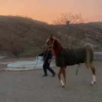 اسب کنز