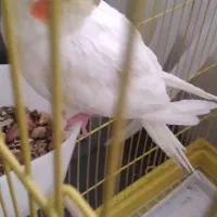 گمشده .عروس هلندی لوتینو