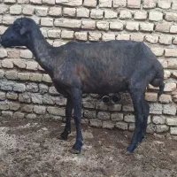 یک عدد بی گوش ابثتن