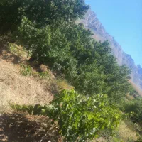 زمین کشاورزی|فروش دفتر صنعتی، کشاورزی، تجاری|بوئین و میاندشت, |دیوار