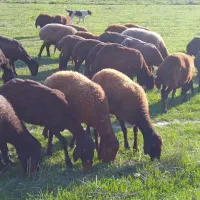 گوسفند آبستن شیشک|حیوانات مزرعه|گلوگاه, |دیوار