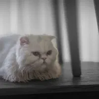 گربه اسکاتیش