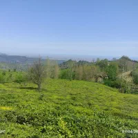 خانه-گلی