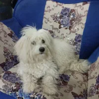 سگ شیتزو|سگ|قم, نیروگاه|دیوار