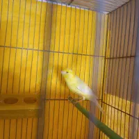 قناری نرسوپر|پرنده|لاهیجان, کوی استادان|دیوار