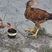 لاری ۵۰روزه