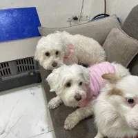 کارگر ساده پانسیون سگ|استخدام سرایداری و نظافت|تهران, دریا|دیوار