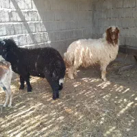 بره چاق گوشتی