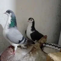 کبوتر دمگیر|پرنده|خمینی‌شهر, |دیوار