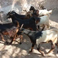 ۸ عدد تیشتر داشتی