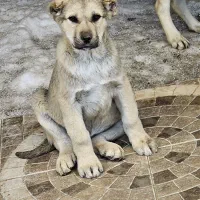 توله نر سرابی