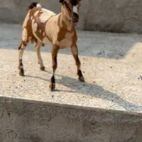 بزغاله خالص|حیوانات مزرعه|سنندج, |دیوار