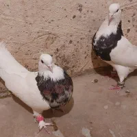 کبوتر طوقی کفتر فروشی 20تا کفتر پرشی و رنگی