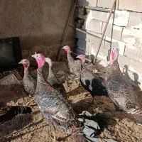 بوقلمون ماده