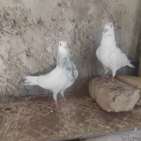جوجه کفتر خوب