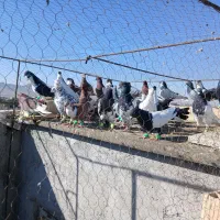 کبوتر پرشی|پرنده|تربت‌حیدریه, ۴۵ متری|دیوار