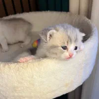 گربه ژاپنی بایکالر