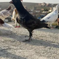کبوتر