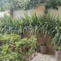 یوکا زیر قیمت گلخانه|گل و گیاه طبیعی|شیراز, زرگری|دیوار