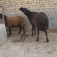 فروشی|حیوانات مزرعه|رامند, |دیوار