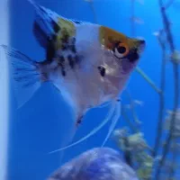 ماهی انجل|ماهی|مشهد, قائم|دیوار