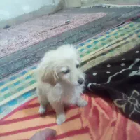 توله سگ پاپی