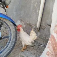 فروش سه عدد جوجه خروس
