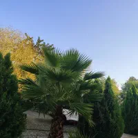 اجاره روزانه/هفتگی/ماهانه ویلا ۱۲۰۰ متری|اجارهٔ کوتاه‌مدت ویلا و باغ|شهریار, کرد امیر|دیوار