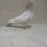 کفتر سینه|پرنده|شیراز, شریف‌آباد|دیوار