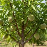 بـادام صـادراتی سود میلیونی در هر هکتار