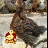 فروش تخفیفی گلپایگان وگردن لختی ۱تا۳ماهه