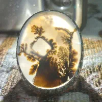 شجر کلکسیونی