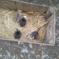 چهارعددبچه بقلمون دونه ای ۲۰۰تومن