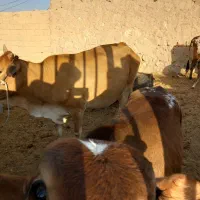 گاو گوساله|حیوانات مزرعه|شیراز, بازار|دیوار