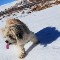 سگ گم شده|حیوانات|اردکان, |دیوار