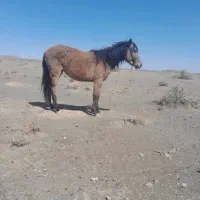 کره اسب مادیان|اسب و تجهیزات اسبسواری|مهدی شهر, |دیوار