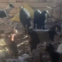 بزغاله چهارده عدد چهار عدد نر ده عدد ماده سالم