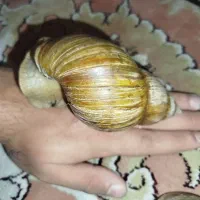 حلزون افریقایی و ترمیم کننده