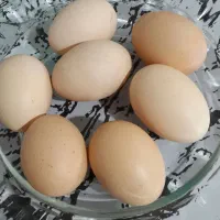 تخم مرغ محلی تازه