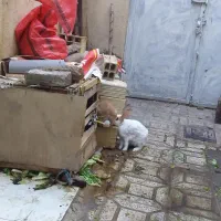 خرگوش ۶ ماهه...|موش و خرگوش|زنجان, |دیوار