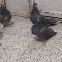 کفتر دمگیر پر دم دار|پرنده|برخوار, |دیوار