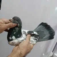 کفتر پاکستانی|پرنده|کوهدشت, |دیوار