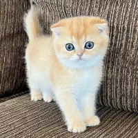 اسکاتیش کت ny12