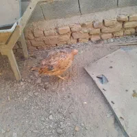 مرغ محلی|حیوانات مزرعه|بیرجند, |دیوار