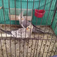 دو عدد عروس هلندی|پرنده|مهاجران, |دیوار