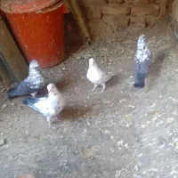 کبوتر تهرانی|پرنده|کرج, حصار|دیوار