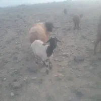 یک راس کاور رومانف