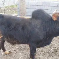 کل ورزای چالوسی