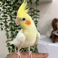 عروس هلندی|پرنده|پاکدشت, شهرک امام رضا|دیوار